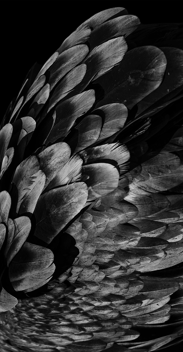 Texture of feathers