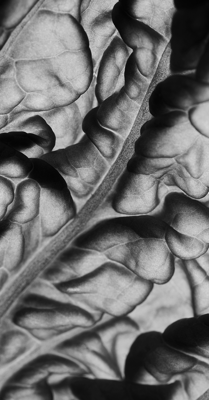 Leaf texture