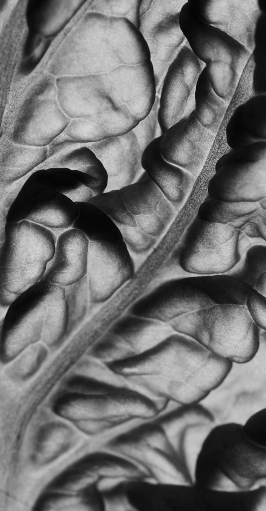 Leaf texture