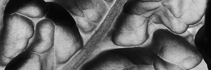 Leaf texture