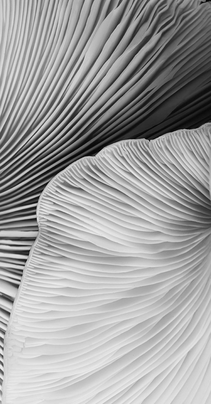 Mushroom texture