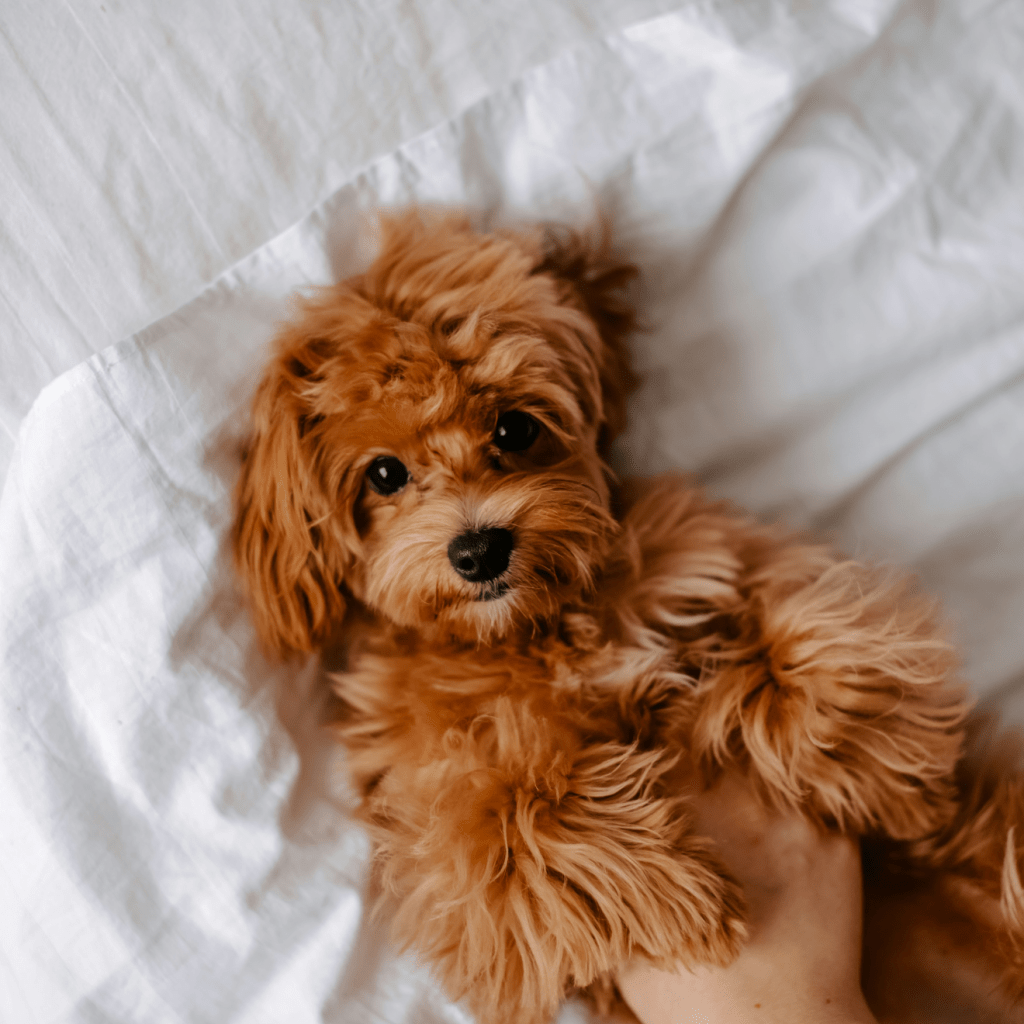 cute brown dog lying in bed