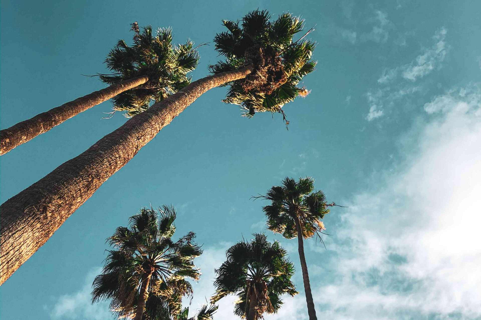 Blue sky with clouds looking up at tall palm trees