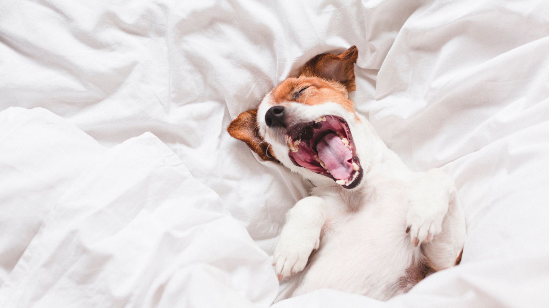 Hotel Pet Friendly - Dog in bed sleepy