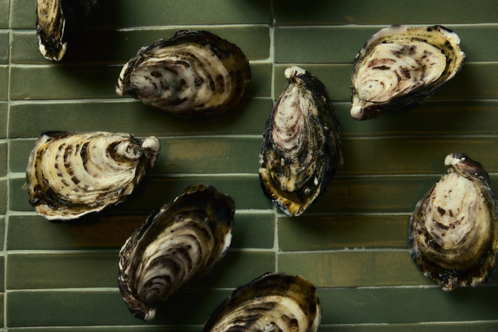 Close up image of oysters