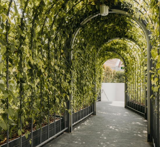 green tunnel filled with plants leading to a downward staircase