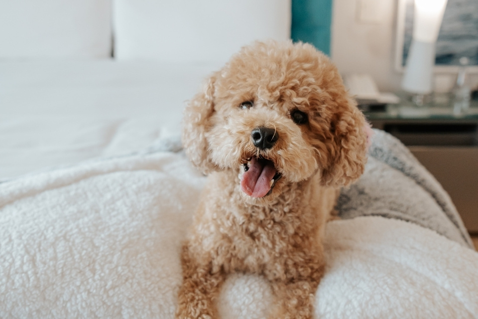 Small furry puppy laying on a bed